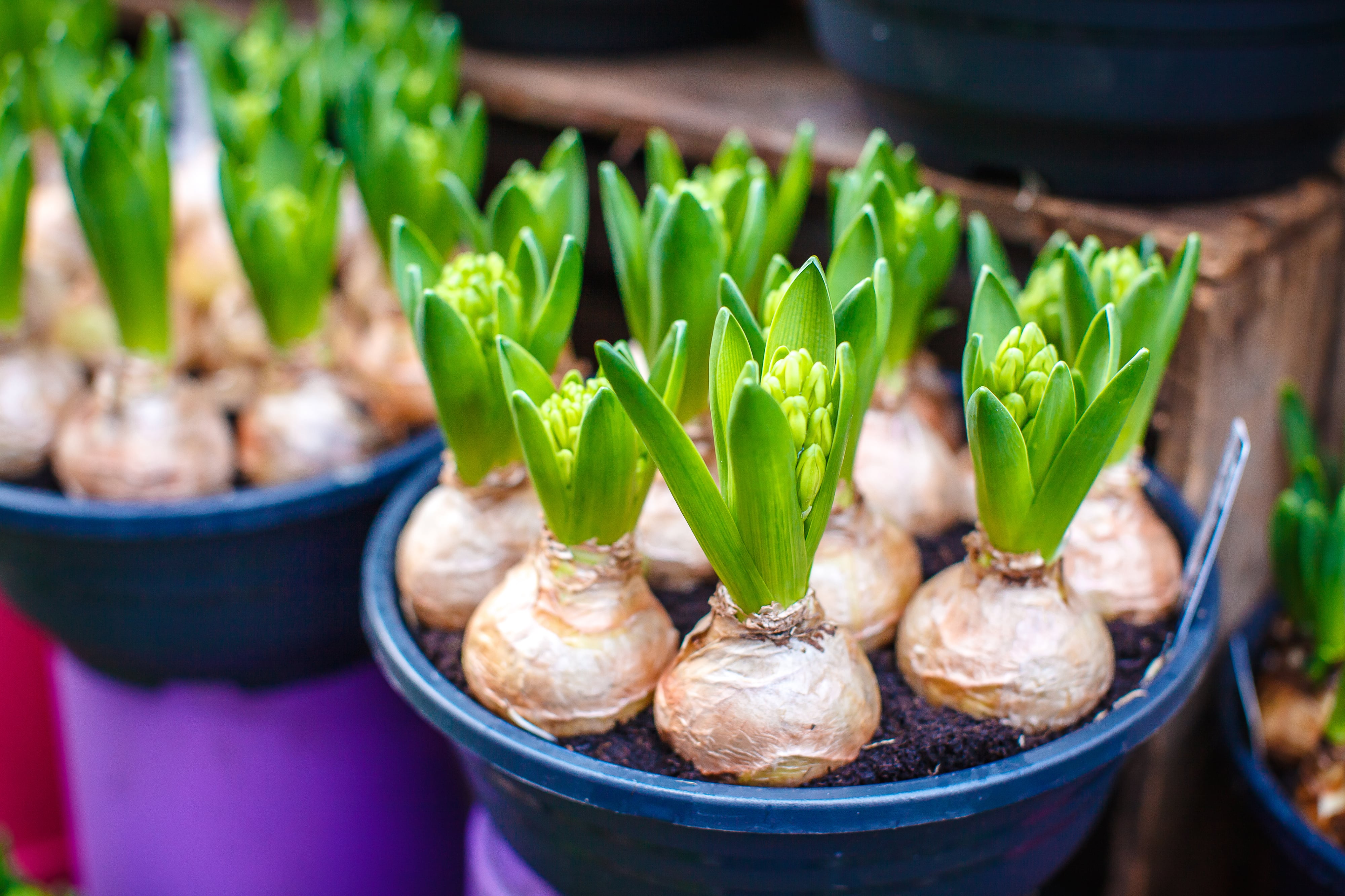 How to Grow Green Onions from Cuttings